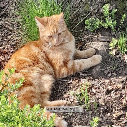 Foto 1/1 Milo Chat perdido en Mansfield