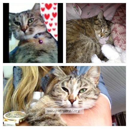 Foto 1/1 Fripouille Chat perdido en Martigues