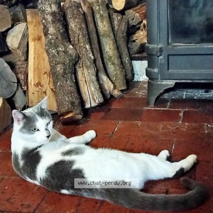 Foto 1/1 Marmotte Chat perdido en Marigny l eglise