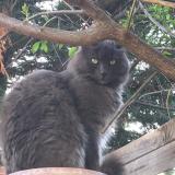 Foto del gato perdido en Le Muy