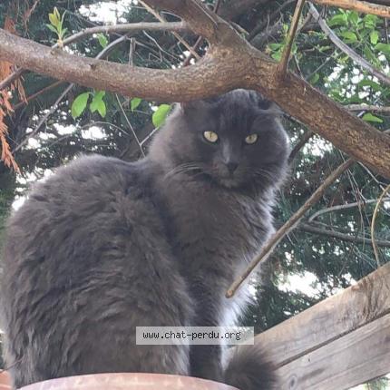 Foto 1/1 Minnie Chat perdido en Le muy