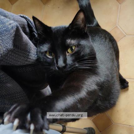 Foto 1/1 Raiden Chat perdido en Orly