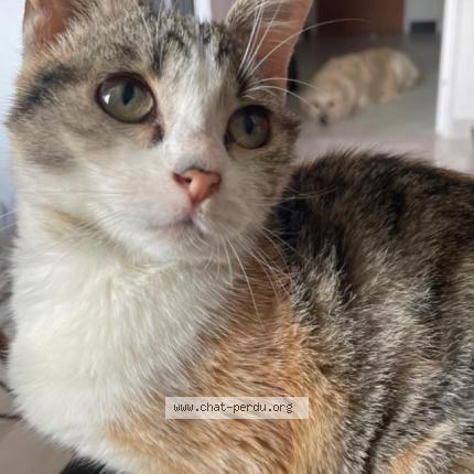 Foto 1/1 Gato encontrado Perdido en Champigny sur marne