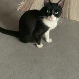 Foto del gato perdido en Toulouse