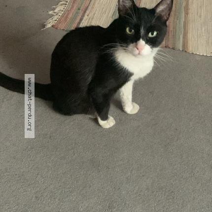 Foto 1/1 Natxo Chat perdido en Toulouse