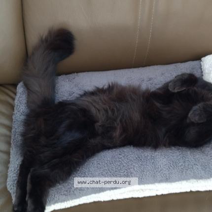 Foto 1/2 Shanna Chat perdido en Vertou