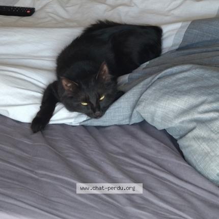 Foto 2/2 Shanna Chat perdido en Vertou