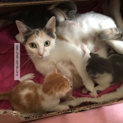 Foto 1/1 Lola Chat perdido en Bernaville