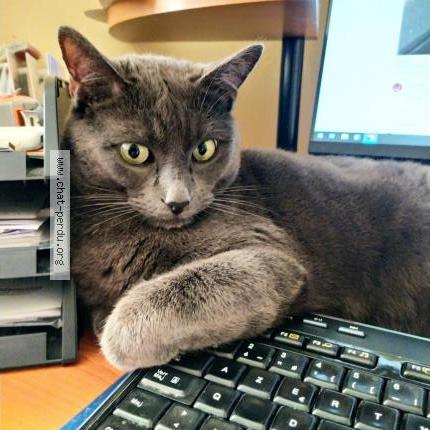 Foto 2/3 Oggy Chat perdido en Arquenay