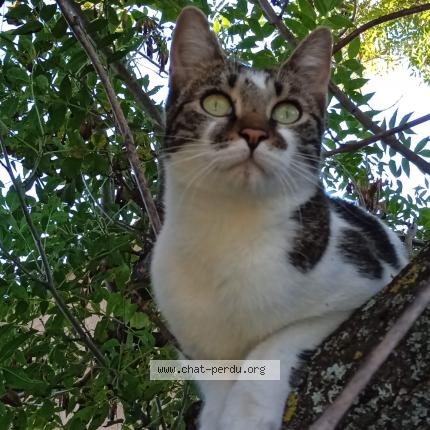 Foto 1/2 Tiana Chat perdido en Le tholonet