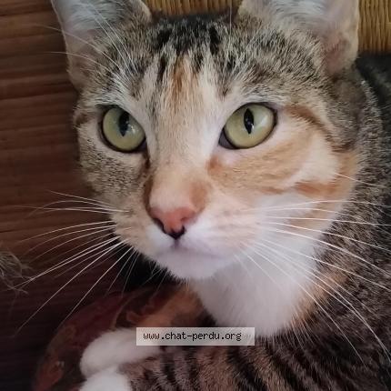 Foto 1/1 Gato encontrado Perdido en St hilaire