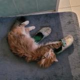 Foto del gato perdido en Jouarre