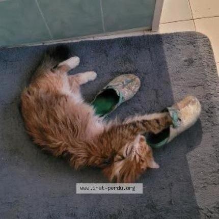 Foto 1/2 Orph&eacute;e Chat perdido en Jouarre