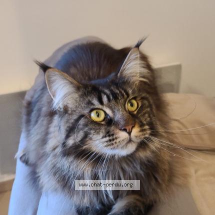 Foto 1/1 PERLE Chat perdido en Beaucaire