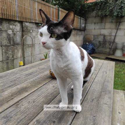 Foto 1/1 Anna Terrefon Chat perdido en Bordeaux