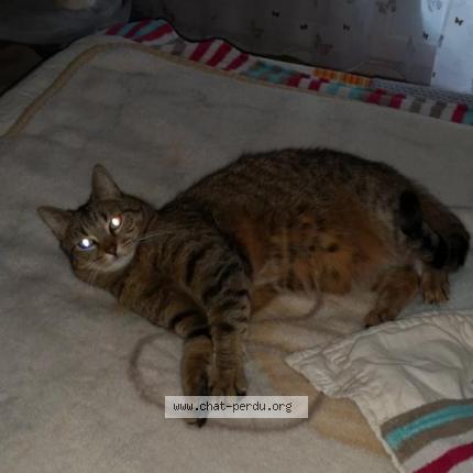 Foto 1/2 Princesse Chat perdido en Franconville