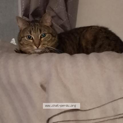 Foto 2/2 Princesse Chat perdido en Franconville