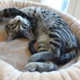 Foto del gato perdido en Lantriac