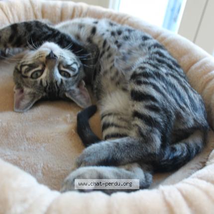 Foto 1/4 RICKI Chat perdido en Lantriac