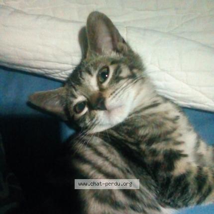 Foto 2/4 RICKI Chat perdido en Lantriac