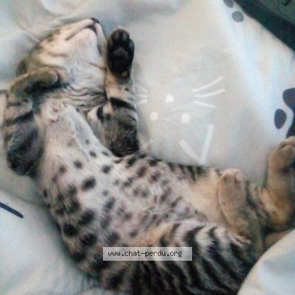 Foto 3/4 RICKI Chat perdido en Lantriac