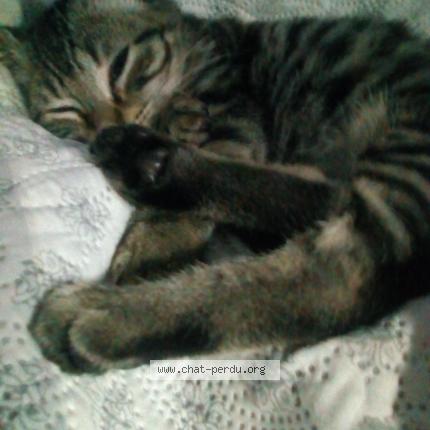 Foto 4/4 RICKI Chat perdido en Lantriac