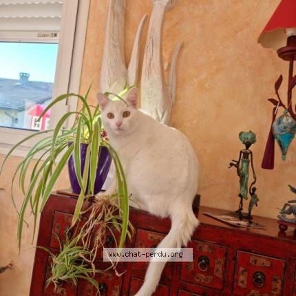 Foto 1/1 SAMBA Chat perdido en La barre