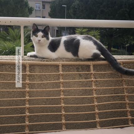 Foto 1/3 Ori Chat perdido en Marseille