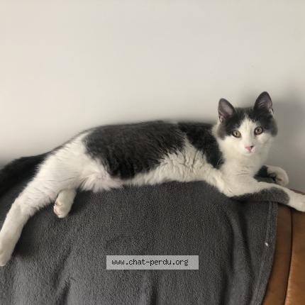 Foto 2/3 Ori Chat perdido en Marseille