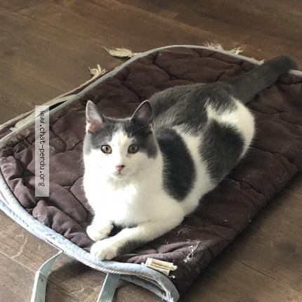 Foto 3/3 Ori Chat perdido en Marseille