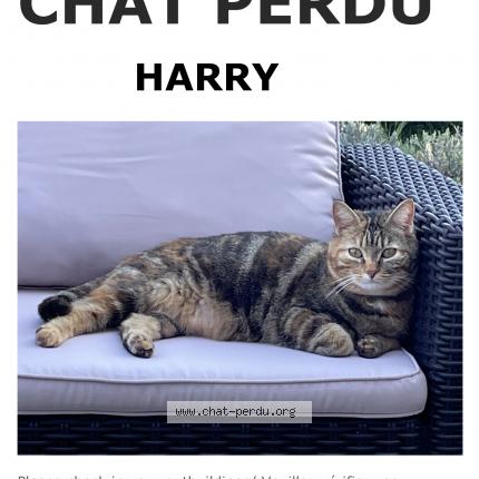 Foto 1/1 Harry Chat perdido en Faye la vineuse