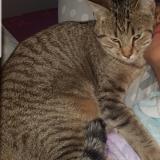 Foto del gato perdido en Villiers En Bois