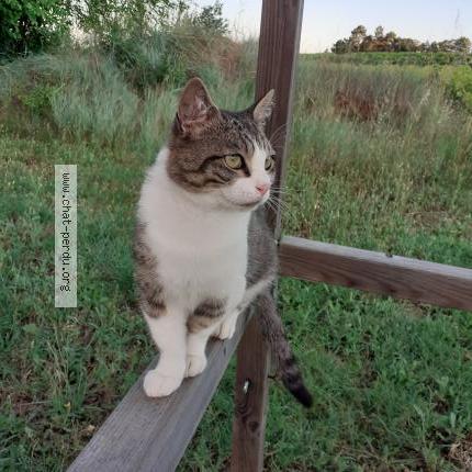 Foto 1/2 Nino Chat perdido en Saint julien de peyrolas