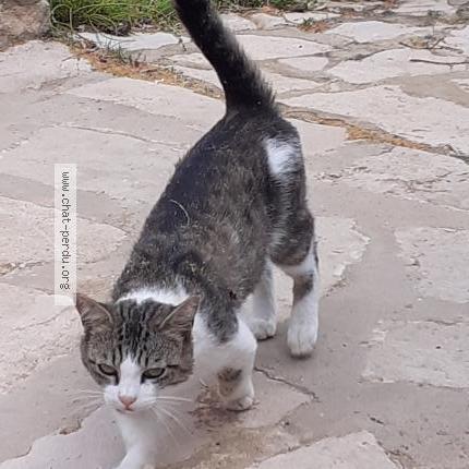 Foto 2/2 Nino Chat perdido en Saint julien de peyrolas