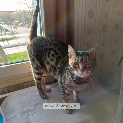 Foto 1/1 minou . Chat perdido en Bonneuil sur marne