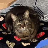 Foto del gato perdido en Bonnemain