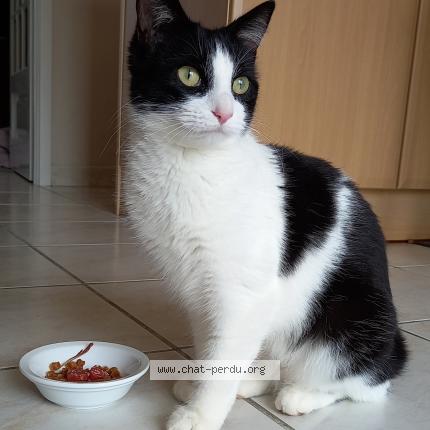 Foto 1/1 Chanel Chat perdido en Rivieres