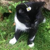 Foto del gato perdido en Ecretteville Les Baons