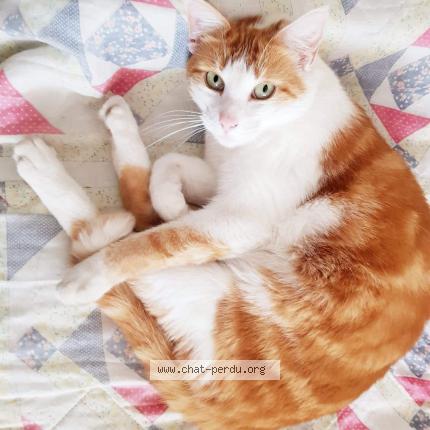 Foto 1/1 Lee Cooper Chat perdido en Bethune