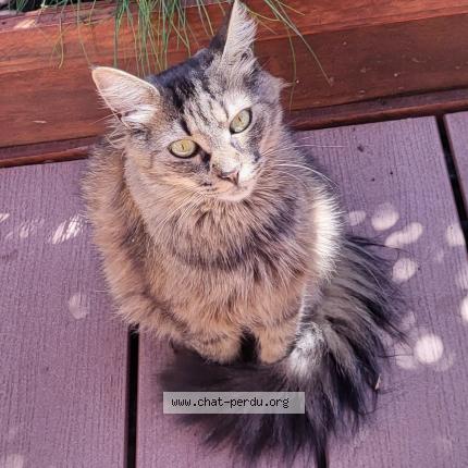 Foto 1/1 Solenzara surnom Moche Chat perdido en Roissy en brie