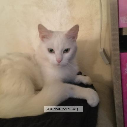 Foto 1/1 MAYA Chat perdido en Sarrians