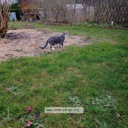 Foto 1/1 caroline Jan Marron Chat perdido en Rouvray