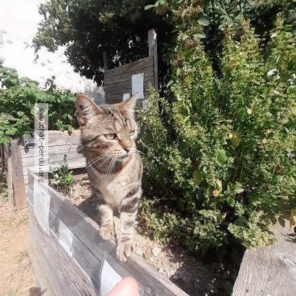 Foto 1/1 Gato encontrado Perdido en Saint brieuc