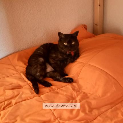 Foto 1/1 Nala Chat perdido en La bretonniere la claye