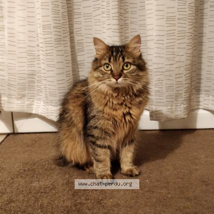 Foto 1/1 Galaxy Chat perdido en Bischheim