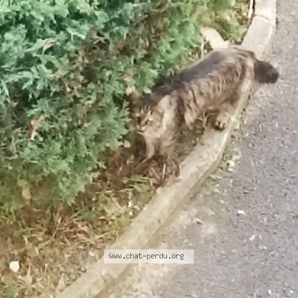 Foto 1/1 Gato encontrado Encontrado en Chateauroux