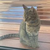 Foto del gato perdido en Sillingy