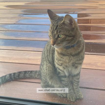 Foto 1/1 Tigrou Chat perdido en Sillingy