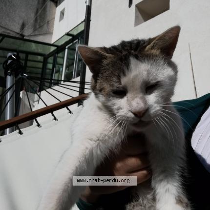 Foto 1/2 Rugby Chat perdido en Aulnay sous bois