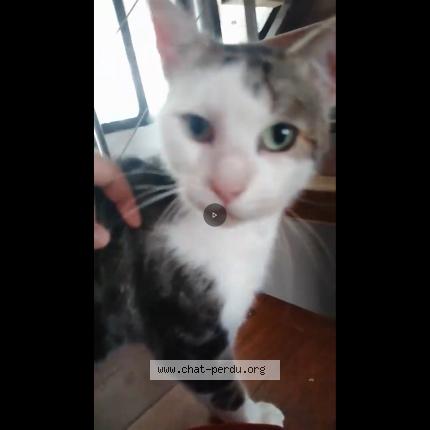 Foto 2/2 Rugby Chat perdido en Aulnay sous bois